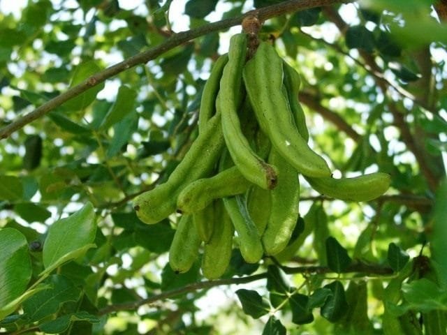 Ceratonia - Royal Horns. Carob. Beschrijving, foto