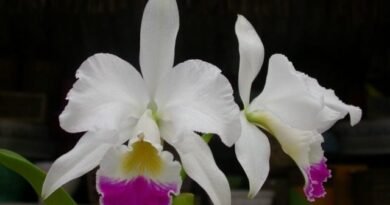 De favoriet van de orchideeën is Kattley. Zorg, teelt, transplantatie. Variëteiten, hybriden. Foto