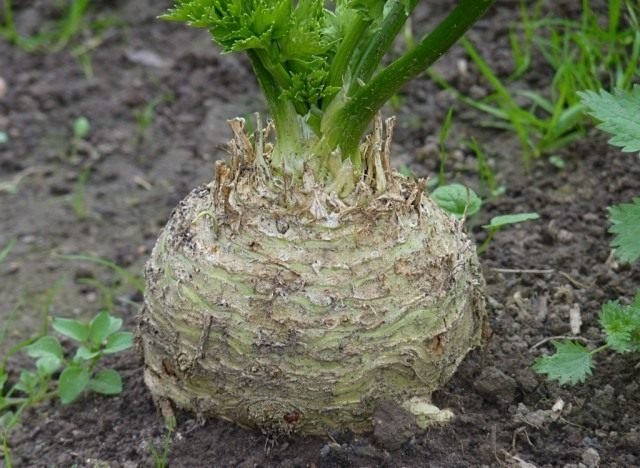 Landbouwtechnologie van de root -selderij. Zorg, teelt, opslag. Foto