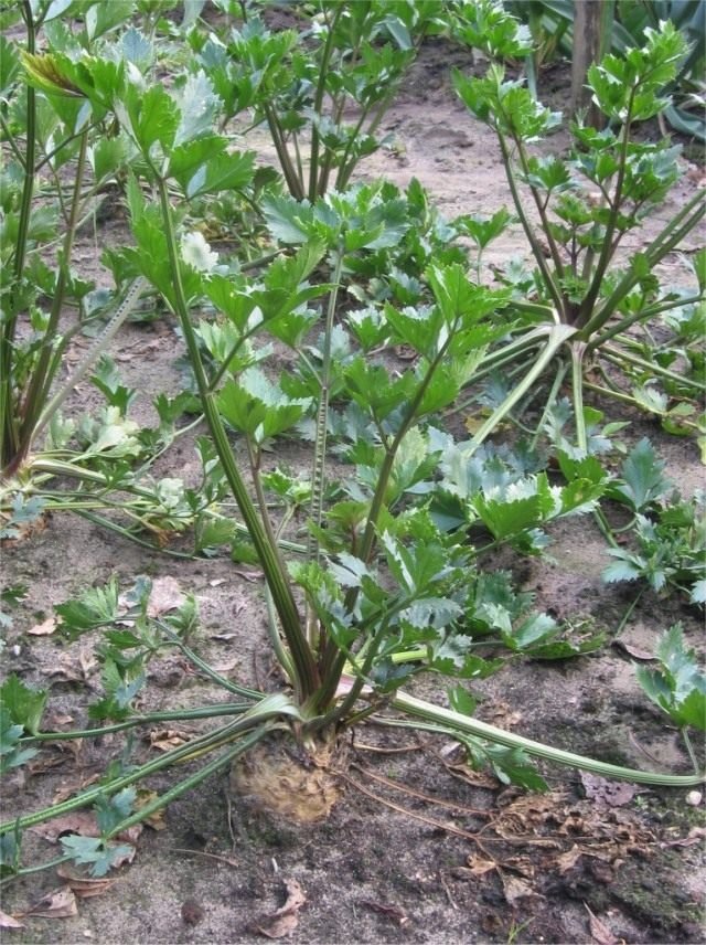 Landbouwtechnologie van de root -selderij. Zorg, teelt, opslag. Foto