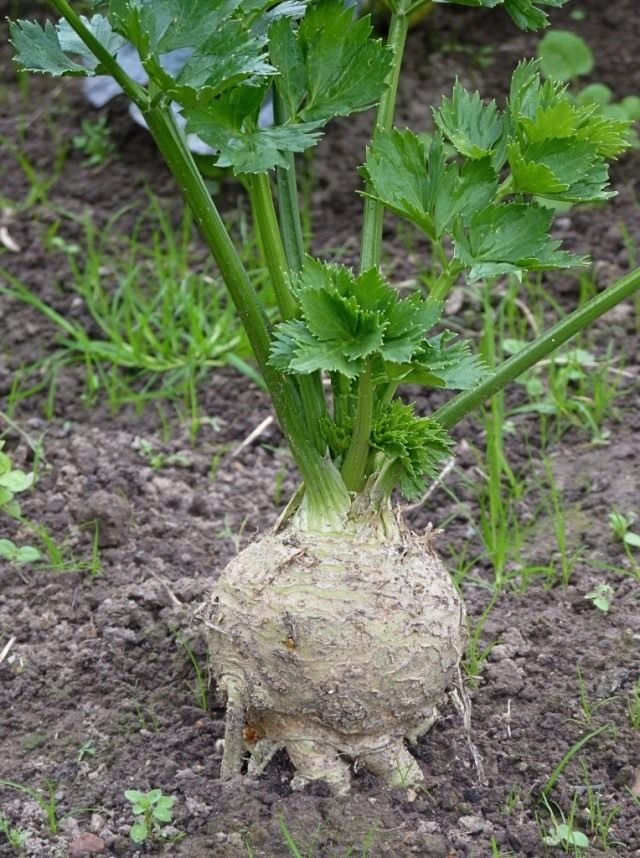 Landbouwtechnologie van de root -selderij. Zorg, teelt, opslag. Foto