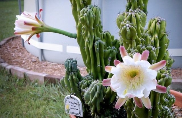 Mythen die meer dan honderd cacti hebben vernietigd. Het belangrijkste vertrek. Foto