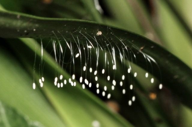 Handige insecten in de tuin. Hoe insecten aan te trekken? Lijst, beschrijving, weergaven, foto's