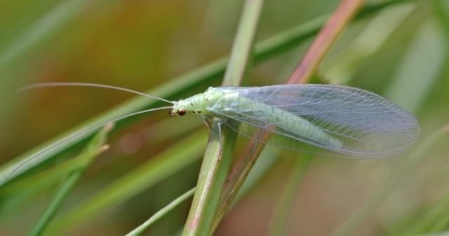 Handige insecten in de tuin. Hoe insecten aan te trekken? Lijst, beschrijving, weergaven, foto's