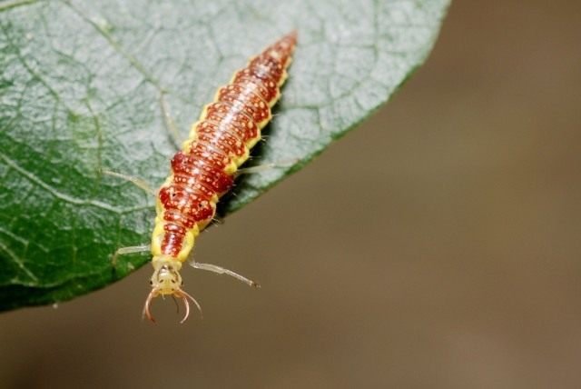 Handige insecten in de tuin. Hoe insecten aan te trekken? Lijst, beschrijving, weergaven, foto's