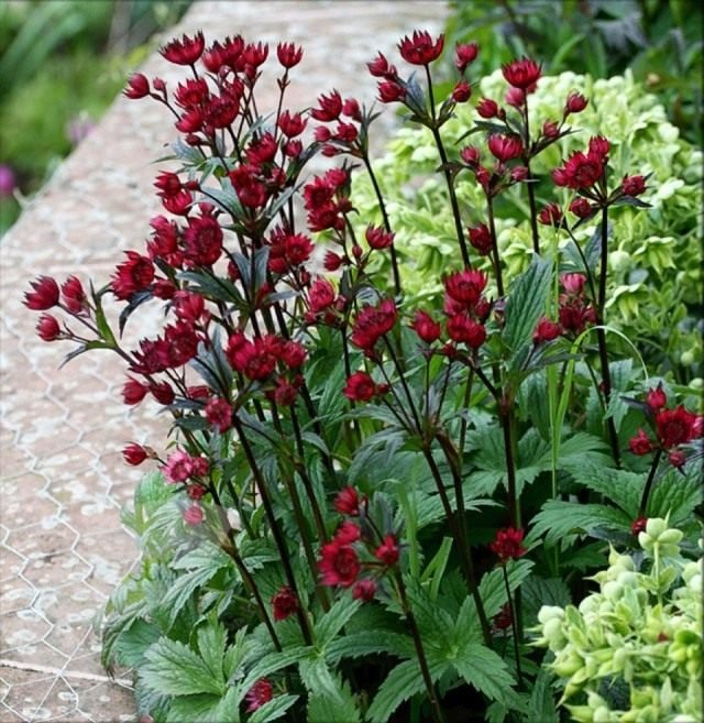 Astra bloeit lange tijd. Groeien, planten en op open terrein vertrekken. Foto