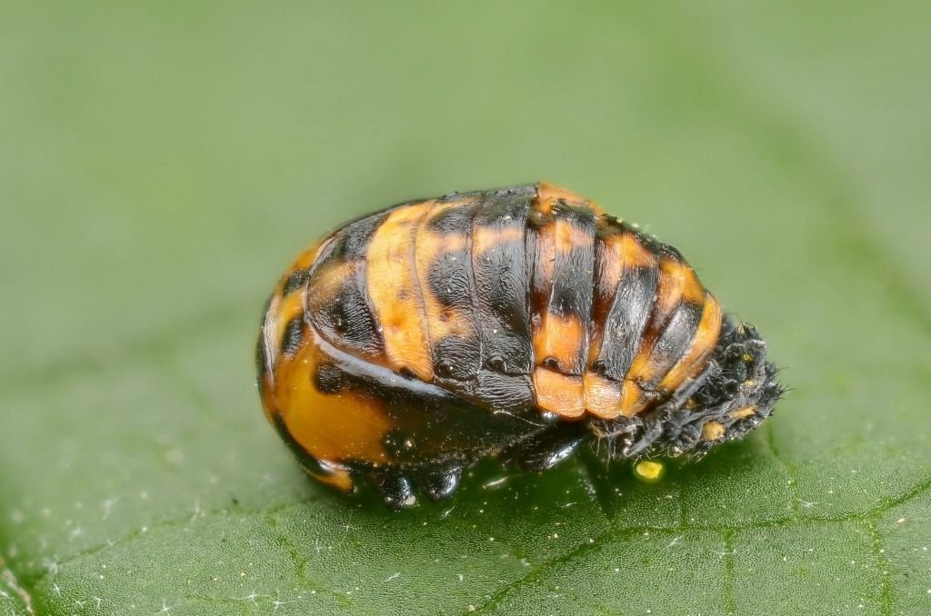 Handige insecten in de tuin. Hoe insecten aan te trekken? Lijst, beschrijving, weergaven, foto's