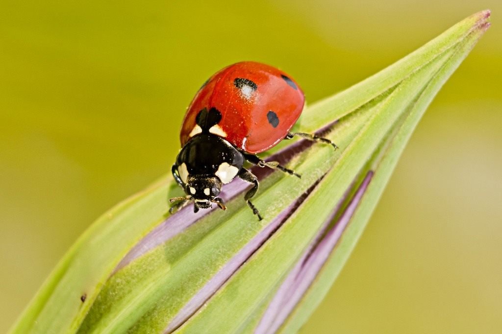 Handige insecten in de tuin. Hoe insecten aan te trekken? Lijst, beschrijving, weergaven, foto's