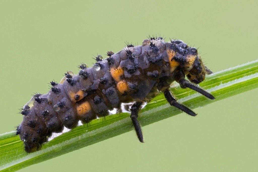 Handige insecten in de tuin. Hoe insecten aan te trekken? Lijst, beschrijving, weergaven, foto's