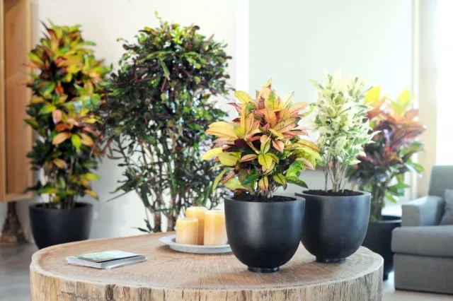 6 van de meest spectaculaire binnenplanten met multi -kleurbladeren. Lijst met planten met meerdere gekleurde bladeren. Namen en foto’s – pagina 3 van de 7, Kaleyard 6 van de meest spectaculaire binnenplanten met multi -kleurbladeren. Lijst met planten met meerdere gekleurde bladeren. Namen en foto's - pagina 3 van de 7