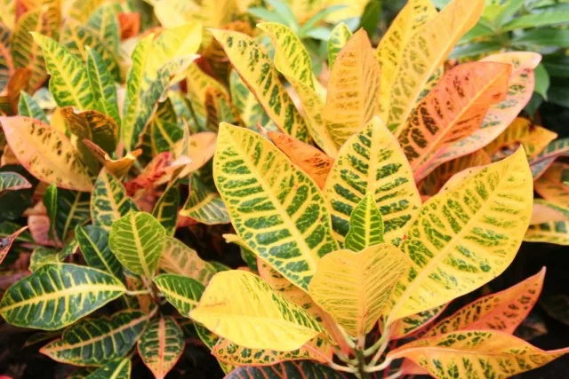 6 van de meest spectaculaire binnenplanten met multi -kleurbladeren. Lijst met planten met meerdere gekleurde bladeren. Namen en foto’s – pagina 3 van de 7, Kaleyard 6 van de meest spectaculaire binnenplanten met multi -kleurbladeren. Lijst met planten met meerdere gekleurde bladeren. Namen en foto's - pagina 3 van de 7