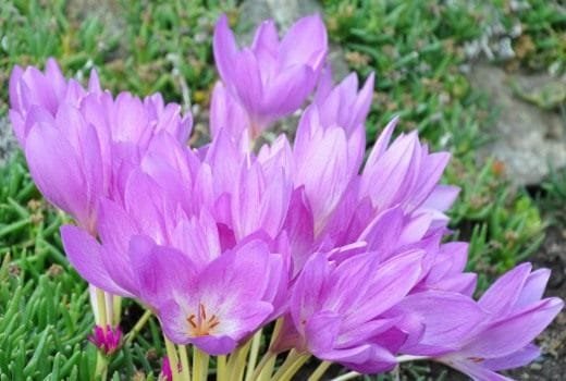 We planten ui, Kaleyard We planten ui