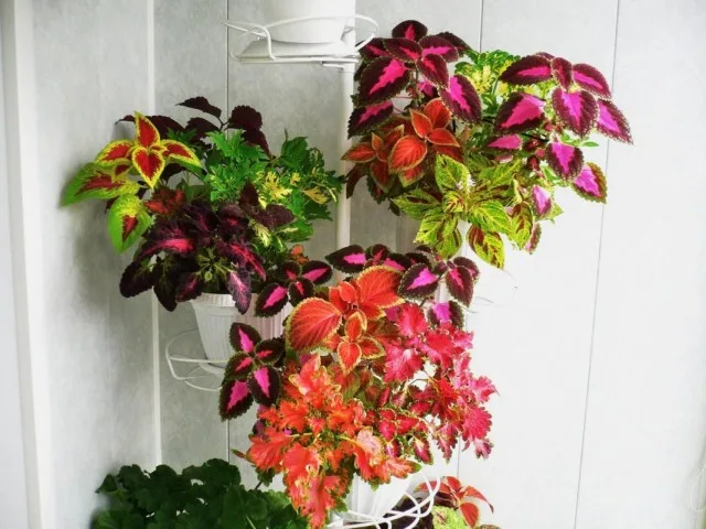 6 van de meest spectaculaire binnenplanten met multi -kleurbladeren. Lijst met planten met meerdere gekleurde bladeren. Namen en foto’s – pagina 4 van de 7, Kaleyard 6 van de meest spectaculaire binnenplanten met multi -kleurbladeren. Lijst met planten met meerdere gekleurde bladeren. Namen en foto's - pagina 4 van de 7
