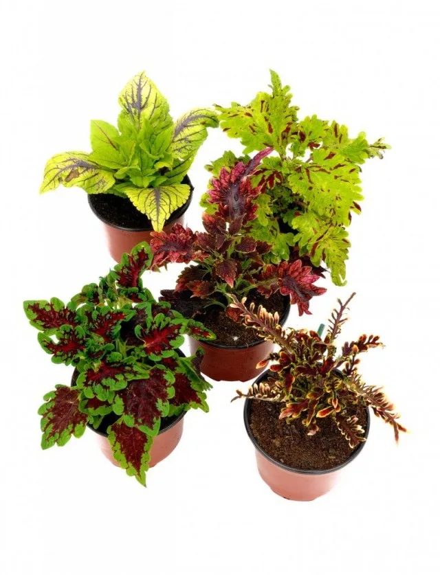 6 van de meest spectaculaire binnenplanten met multi -kleurbladeren. Lijst met planten met meerdere gekleurde bladeren. Namen en foto’s – pagina 4 van de 7, Kaleyard 6 van de meest spectaculaire binnenplanten met multi -kleurbladeren. Lijst met planten met meerdere gekleurde bladeren. Namen en foto's - pagina 4 van de 7