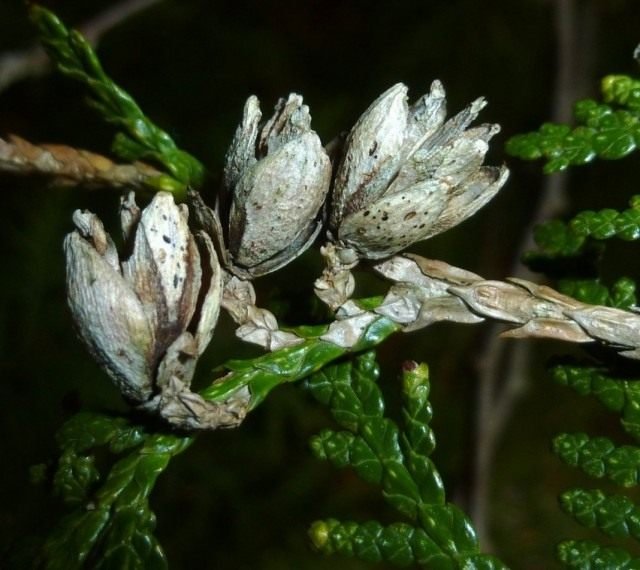 De belangrijkste ziekten van decoratieve naaldplanten. Ziekten van naaldbomen en hun behandeling. Foto