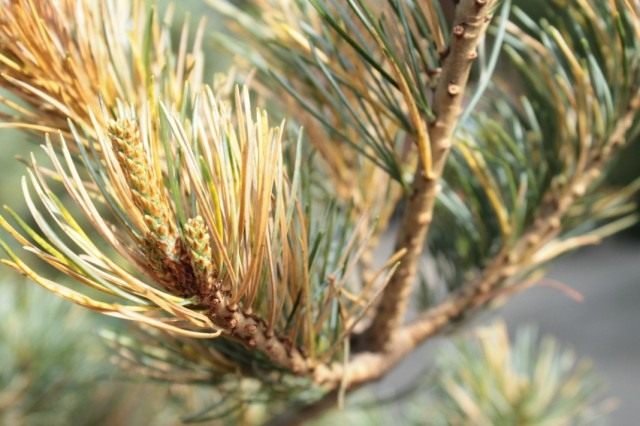 De belangrijkste ziekten van decoratieve naaldplanten. Ziekten van naaldbomen en hun behandeling. Foto