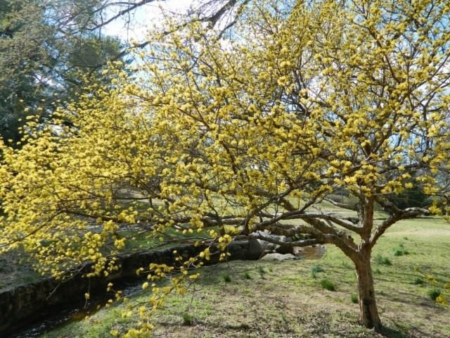 9 van de meest pretentieloze fruitgewassen. Een lijst met fruit- en bessenbomen en struiken vereist geen zorg. Foto - Pagina 5 van de 10