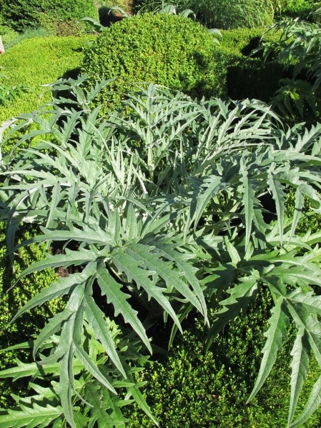 Architecturale planten. Foto