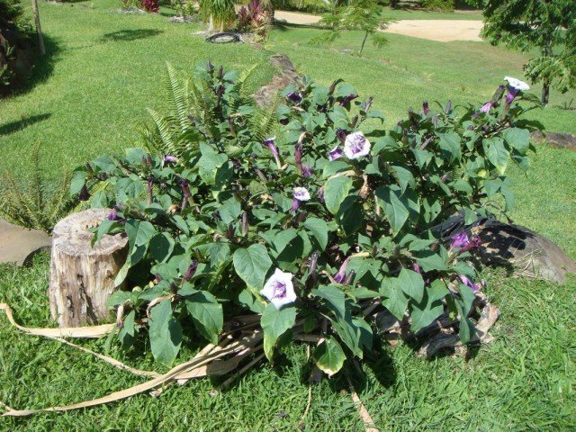 6 Beste jaarlijkse gigantische planten voor een bloementuin. Bloemen. Grote 18 -sizen. Lijst met namen met foto's - pagina 5 van de 7