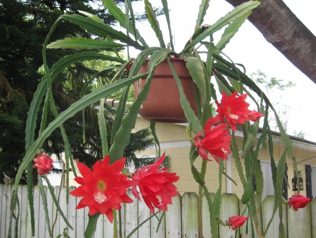 Aporocactus - "rattenstaart" met luxueuze bloemen. Dizokaktus. Zorg thuis. Foto