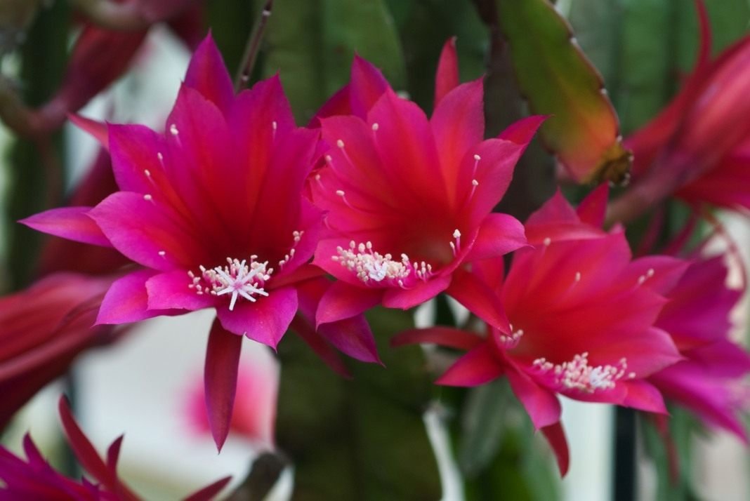 Aporocactus - "rattenstaart" met luxueuze bloemen. Dizokaktus. Zorg thuis. Foto