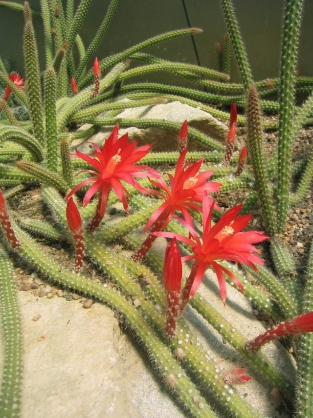 Aporocactus - "rattenstaart" met luxueuze bloemen. Dizokaktus. Zorg thuis. Foto