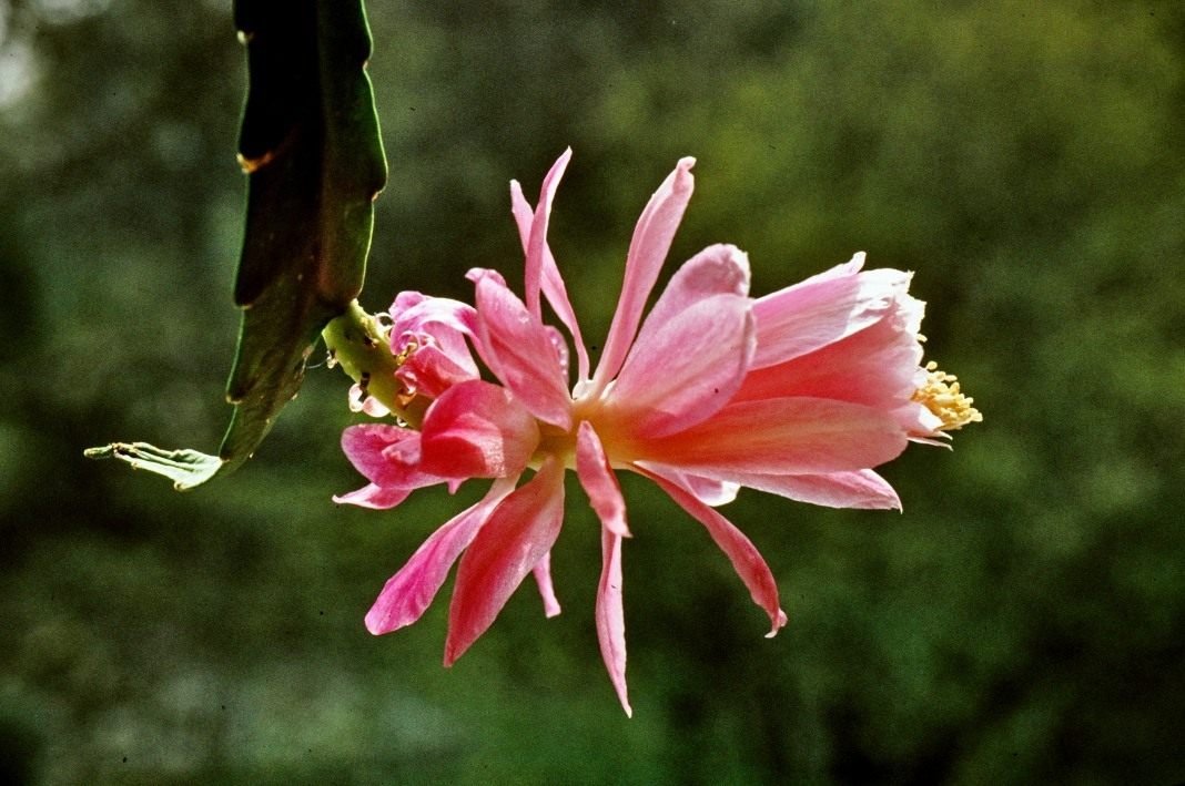 Aporocactus - "rattenstaart" met luxueuze bloemen. Dizokaktus. Zorg thuis. Foto