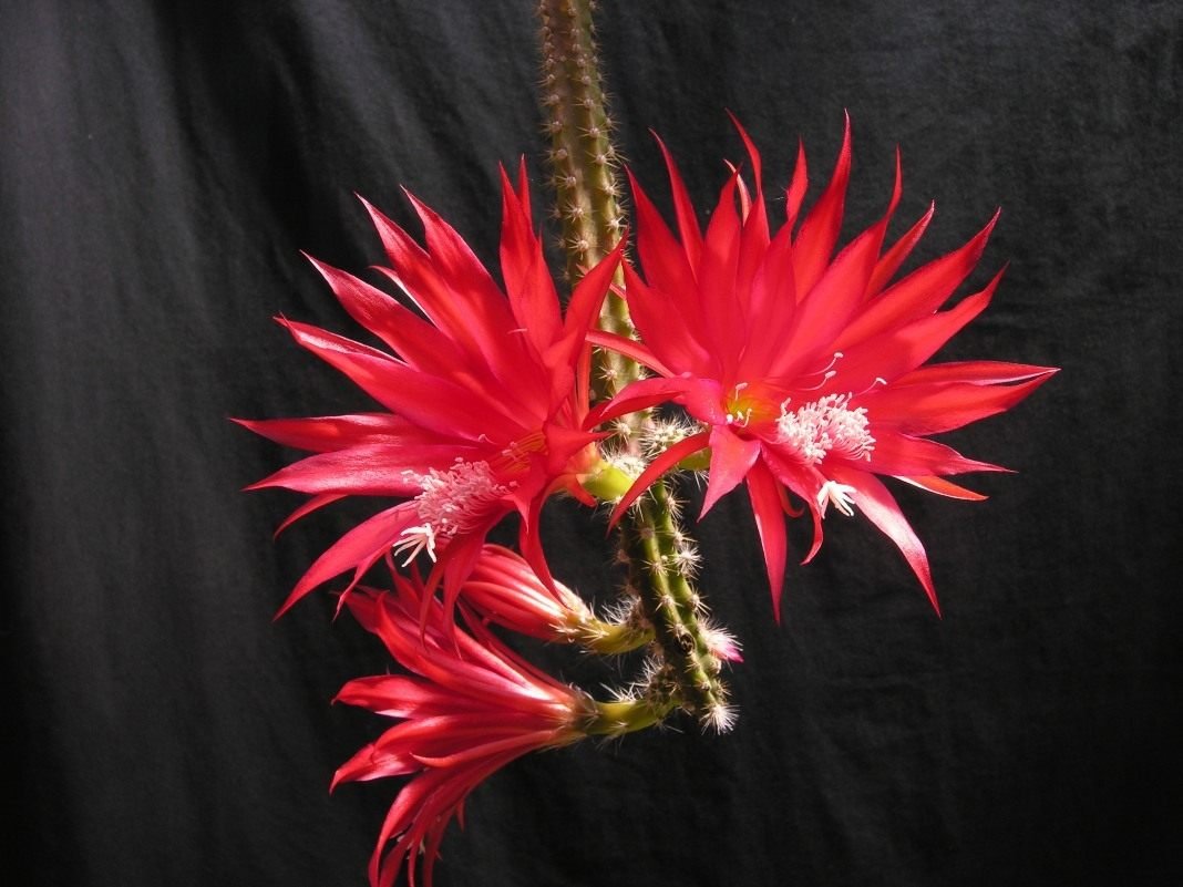 Aporocactus - "rattenstaart" met luxueuze bloemen. Dizokaktus. Zorg thuis. Foto