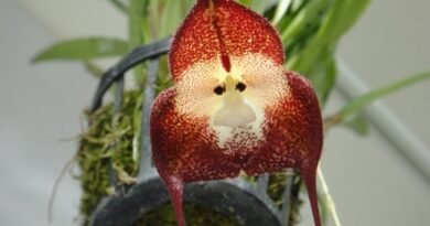 7 van de meest originele binnenorchideeën. Lijst met namen met foto's - pagina 4 van de 8