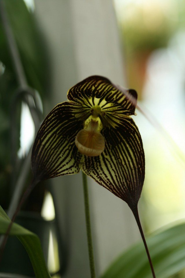 7 van de meest originele binnenorchideeën. Lijst met namen met foto's - pagina 4 van de 8