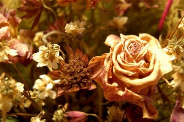 Principes van het decoreren van droge boeketten. Hoe bloemen te drogen. Herbarium. Floristiek. Foto