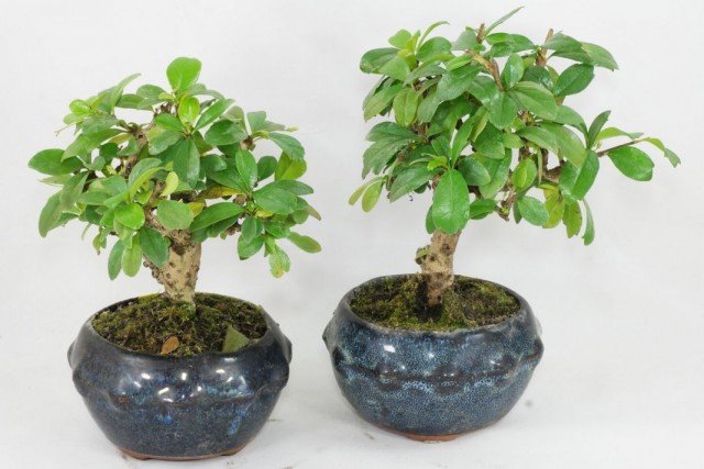 6 Beste planten voor Bonsai. Wat moet je bonsai laten groeien? Lijst met namen met foto's - pagina 5 van de 7