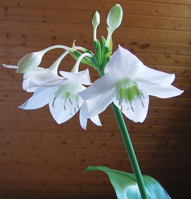 Dat de ui kan. Binnen uienplanten. Zorg, groeien, reproductie. Foto