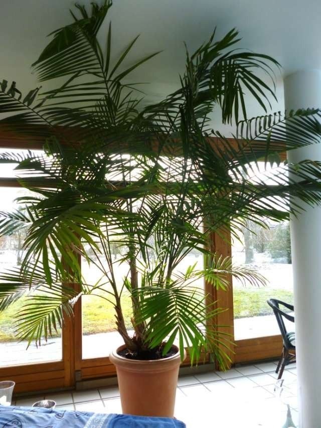 Asai, of Euterpa Vegetable - Cabbage Palm. Zorg en teelt thuis. Foto