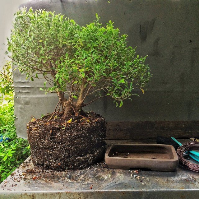 6 Beste planten voor Bonsai. Wat moet je bonsai laten groeien? Lijst met namen met foto's - pagina 4 van de 7