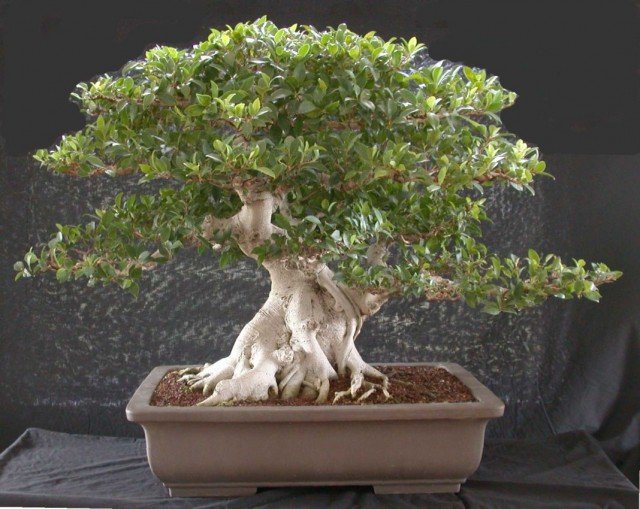 6 Beste planten voor Bonsai. Wat moet je bonsai laten groeien? Lijst met namen met foto's - pagina 4 van de 7