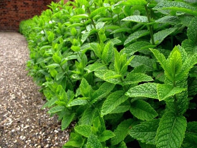 7 medicinale planten voor uw tuin. Foto