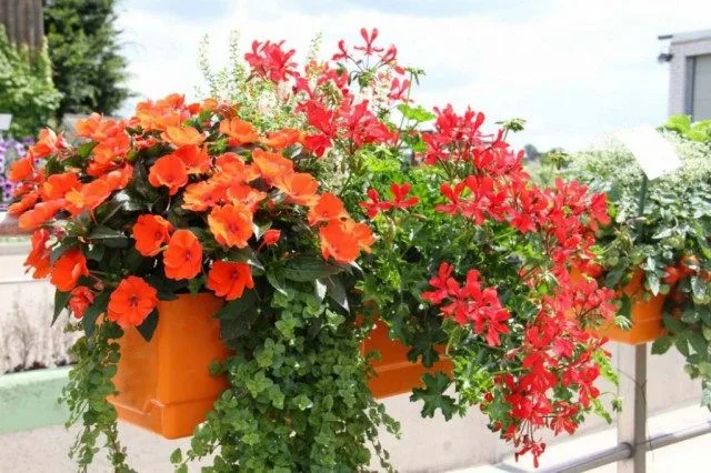 5 opties voor het ontwerpen van composities in containers. Selectie van bloemen voor containers, bloemverhalen, bloempots. Foto, Kaleyard 5 opties voor het ontwerpen van composities in containers. Selectie van bloemen voor containers, bloemverhalen, bloempots. Foto