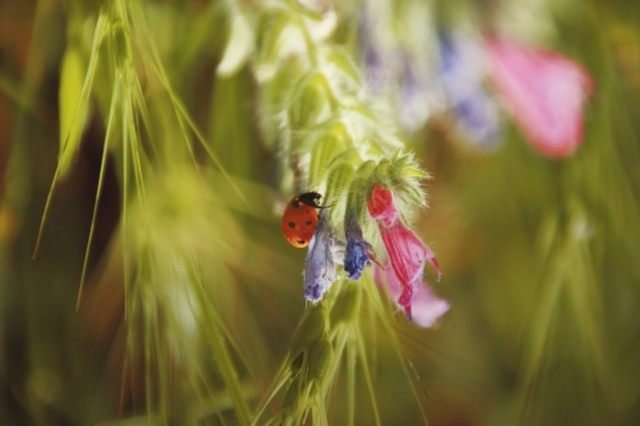 Handige insecten in de tuin. Hoe insecten aan te trekken? Lijst, beschrijving, weergaven, foto's