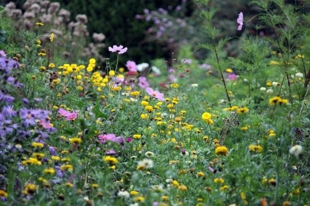 Handige insecten in de tuin. Hoe insecten aan te trekken? Lijst, beschrijving, weergaven, foto's