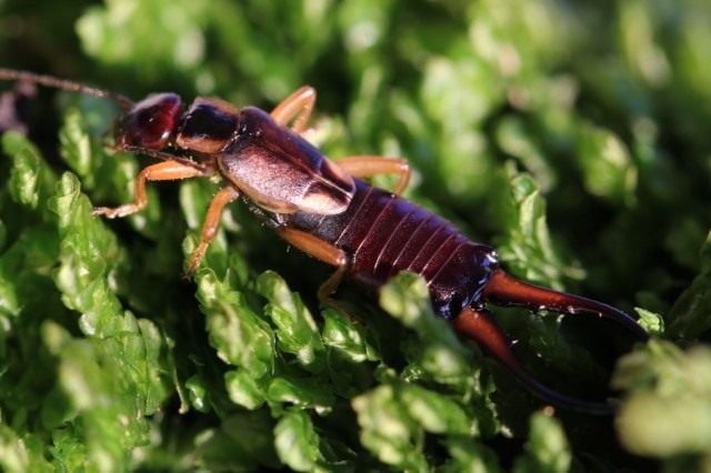 Handige insecten in de tuin. Hoe insecten aan te trekken? Lijst, beschrijving, weergaven, foto's