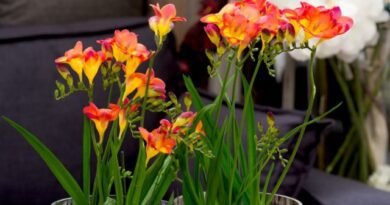 5 Neskal -alternatieven voor hippeastrum. Binnen uienplanten. Foto - Pagina 6 van de 6