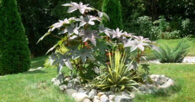 6 Beste jaarlijkse gigantische planten voor een bloementuin. Bloemen. Grote 18 -sizen. Lijst met namen met foto's