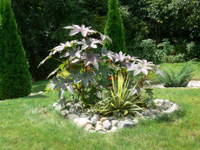 6 Beste jaarlijkse gigantische planten voor een bloementuin. Bloemen. Grote 18 -sizen. Lijst met namen met foto's