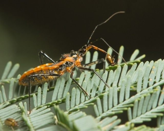 Handige insecten in de tuin. Hoe insecten aan te trekken? Lijst, beschrijving, weergaven, foto's