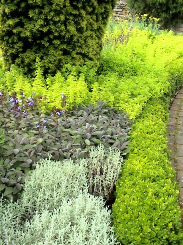 Grenzen en hagen voor een tuin van genezende kruiden. Lijst met pittige kruiden met namen en foto's