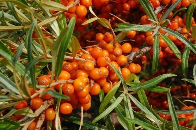 9 van de meest pretentieloze fruitgewassen. Een lijst met fruit- en bessenbomen en struiken vereist geen zorg. Foto - Pagina 6 van de 10