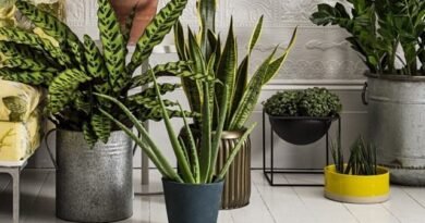 8 Beste binnenplantenfilters. Welke planten reinigen de lucht beter? Lijst, foto