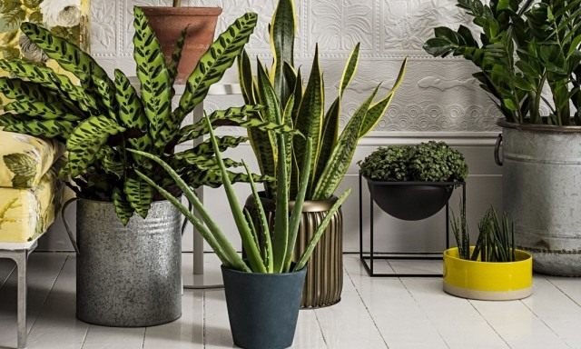 8 Beste binnenplantenfilters. Welke planten reinigen de lucht beter? Lijst, foto