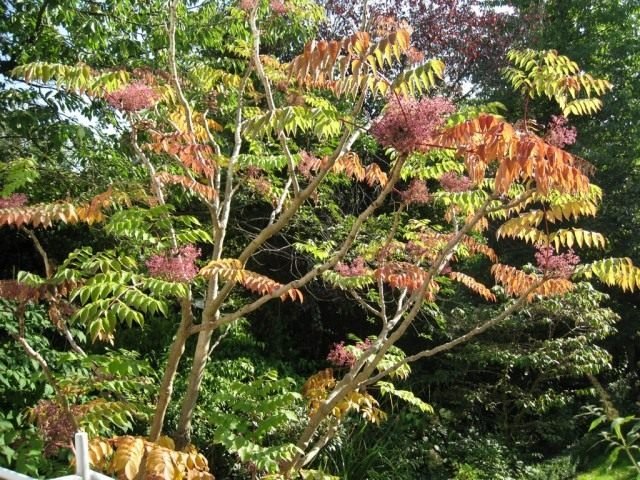 Aralia: Prachtig, maar onneembaar. Zorg, groeien, reproductie. Foto